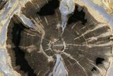 Wide Petrified Wood (Schinoxylon) Limb - Blue Forest, Wyoming #141438-2